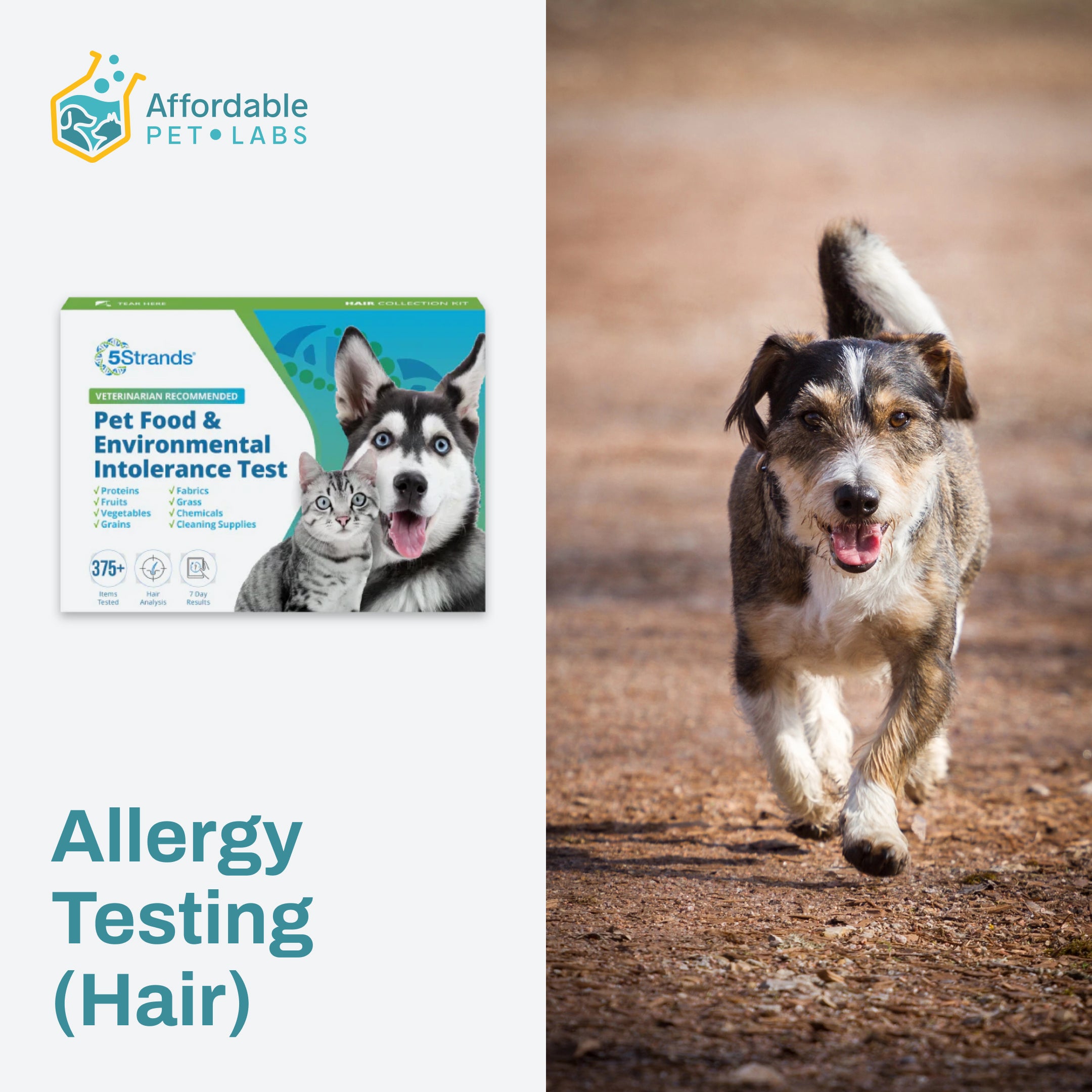 Easy Home Collection Kit Allergy Testing Hair Dogs Affordable Pet Labs