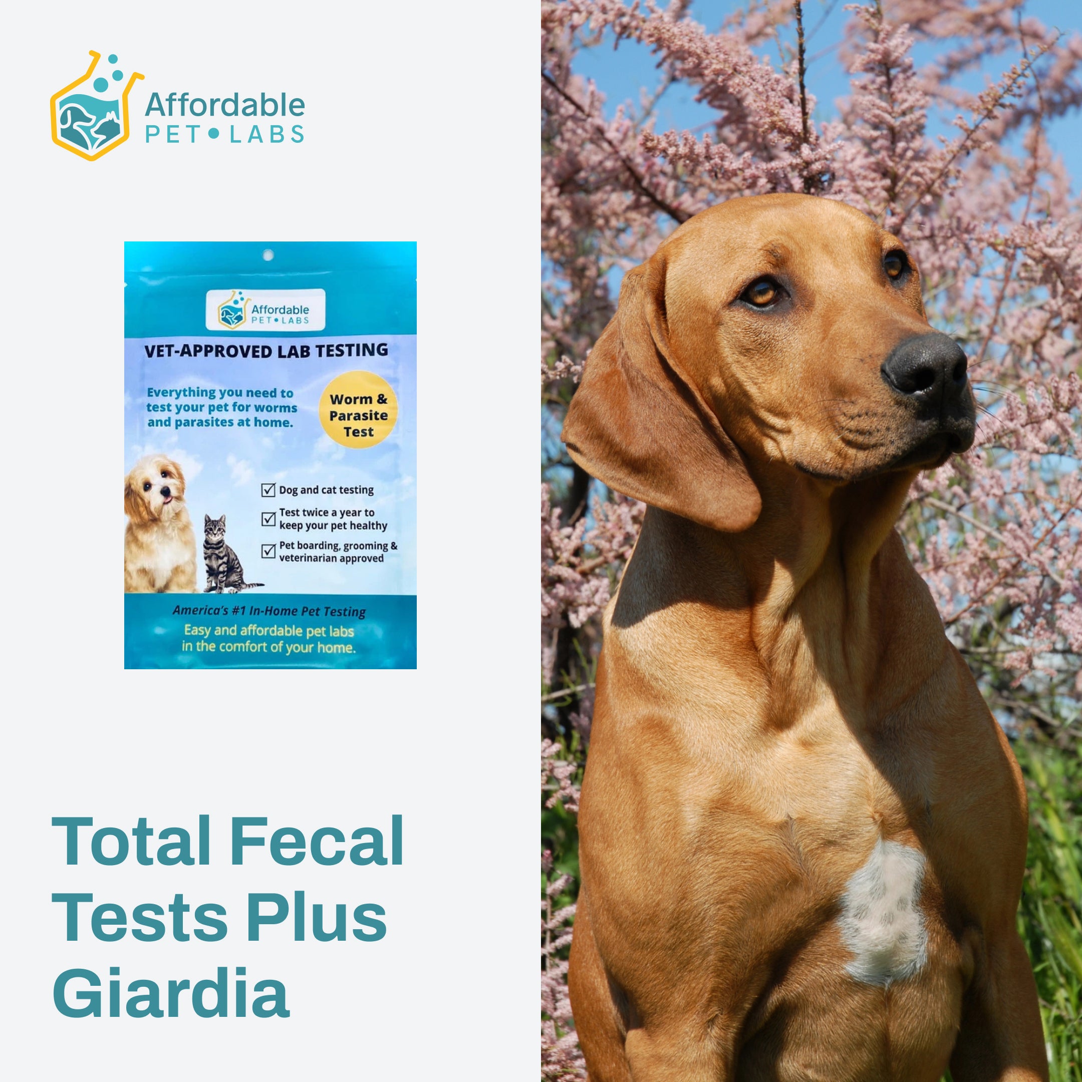 Fecal Giardia Test Kit for Dogs Affordable Pet Labs