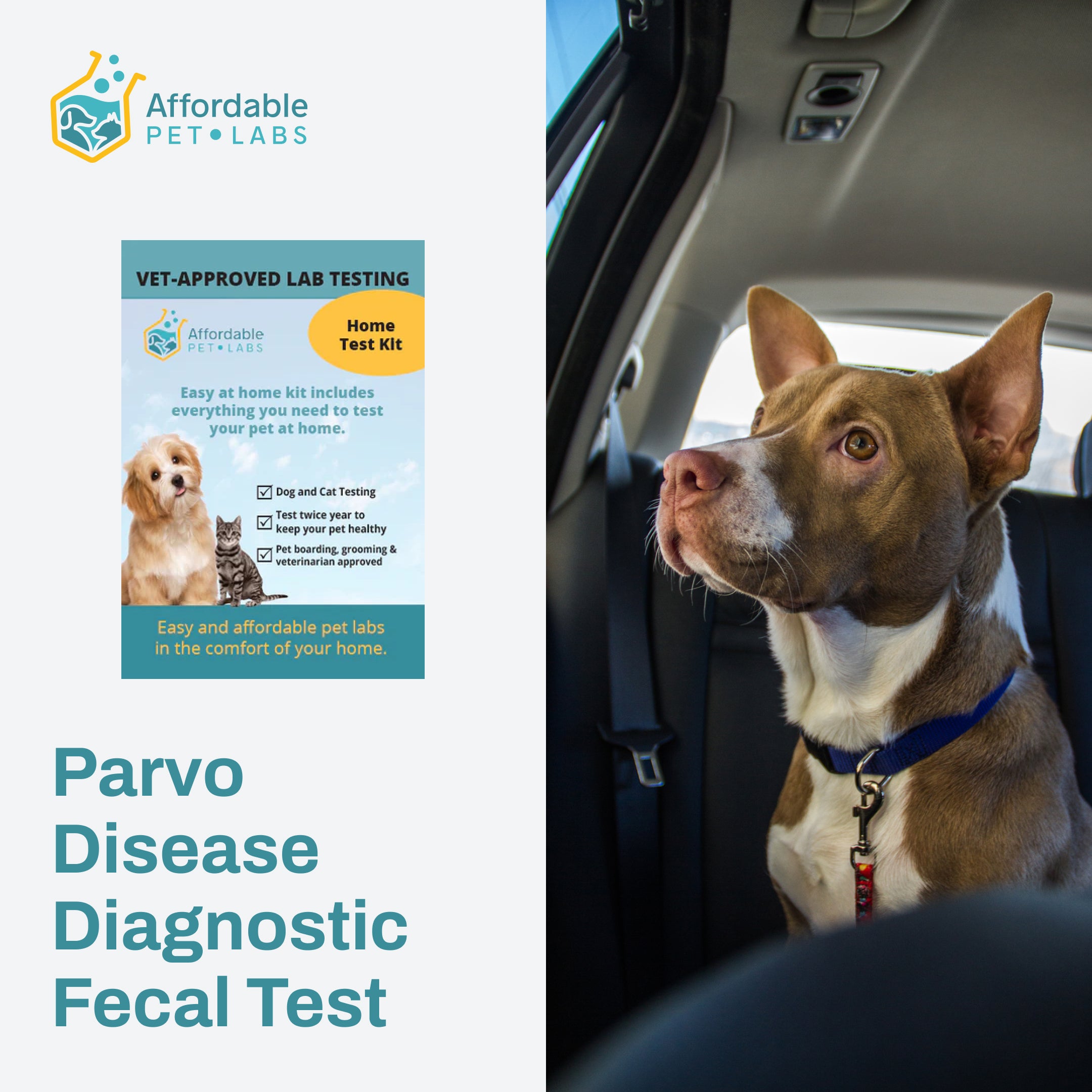 Parvo Disease Diagnostic Fecal Test For Dogs – Affordable Pet Labs