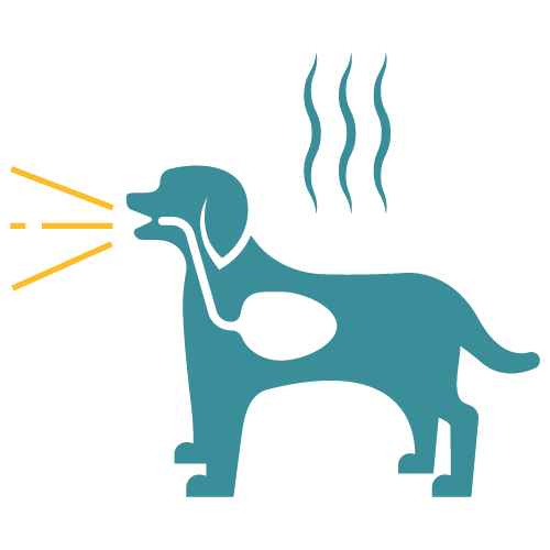 in home dog valley fever tests