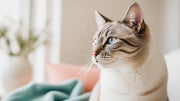 Calm cat showing subtle facial changes that may indicate pain