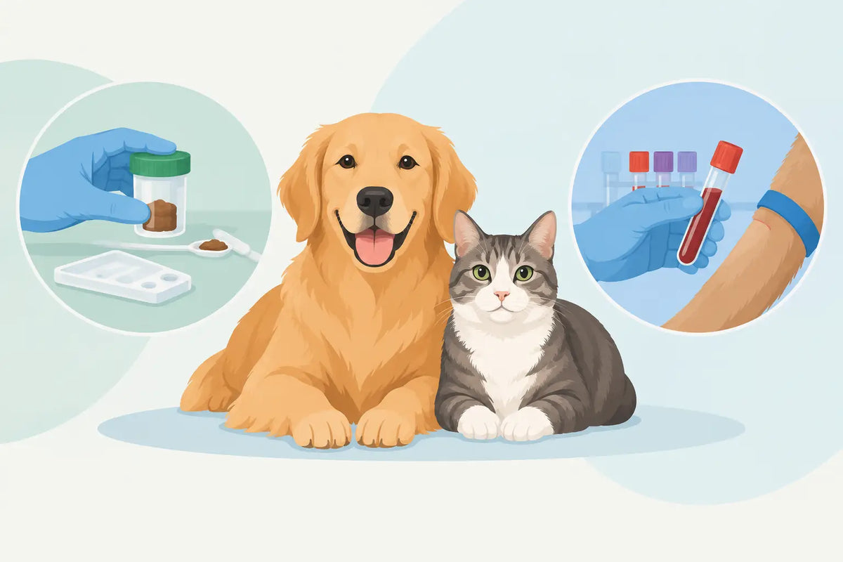 Pet Fecal Test Versus Bloodwork Explained