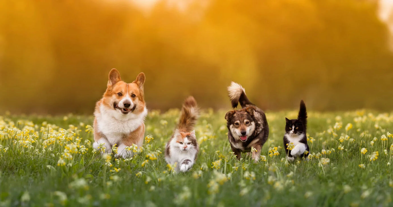 Navigating Pet Allergies: From Recognition to Resolution