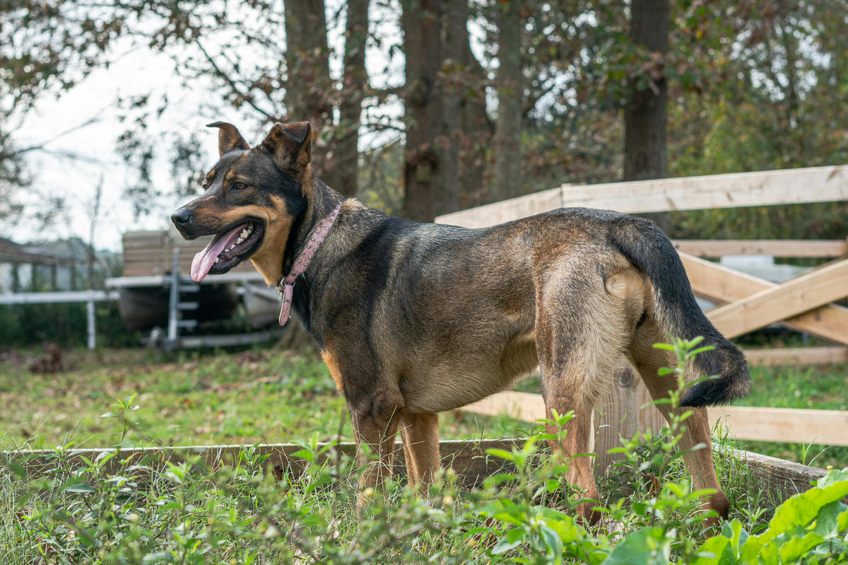 Dog and cat beside veterinary diagnostic equipment