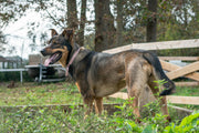 Dog and cat beside veterinary diagnostic equipment