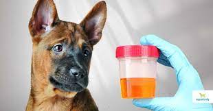 Dog urine testing can help identify early health changes