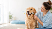 Golden retriever receiving gentle preventive dental care at home