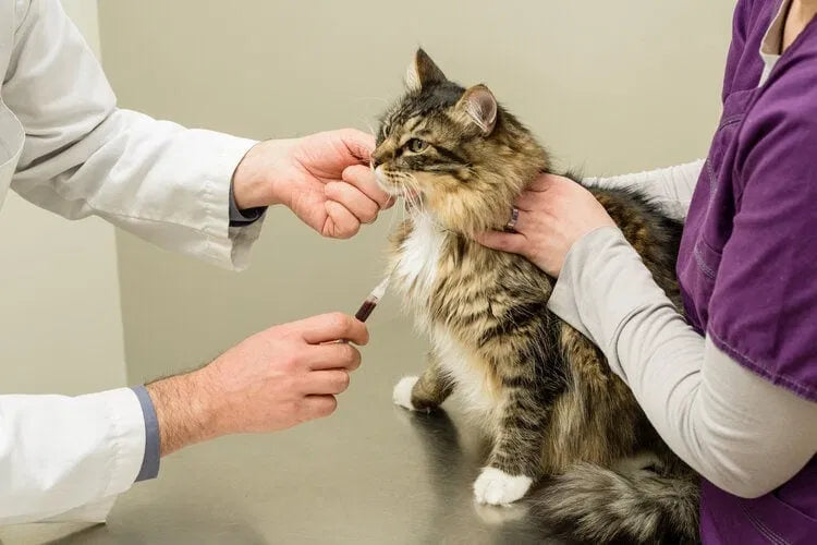 A technician gently collects a blood sample from a cat for thyroid testing
