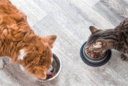 Comprehensive Guide to Dog and Cat Nutrition and Exercise