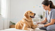 A calm dog receiving a gentle at-home blood sample collection from a veterinary technician