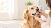 A calm golden retriever at home as a pet parent gently checks the dog’s healthy pink gums