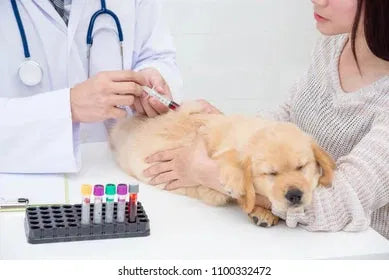 Licensed technician collecting a blood sample from a relaxed puppy during a veterinary diagnostic test