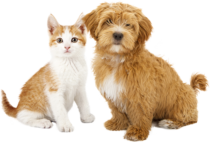 Tick Talk: What Every Pet Parent Needs to Know This Summer