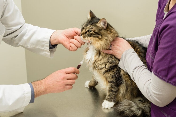 Veterinary blood sample collection from a calm cat
