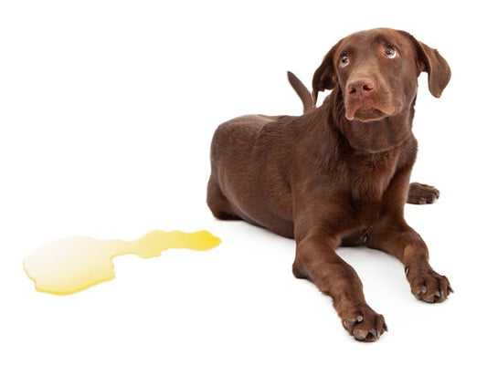 What is The Color of a Healthy Dog's Urine