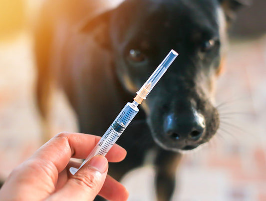 Why Does Your Pet Need Annual Blood Work?