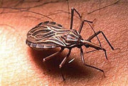 Chagas Disease in Pets: Recognize, React, and Protect
