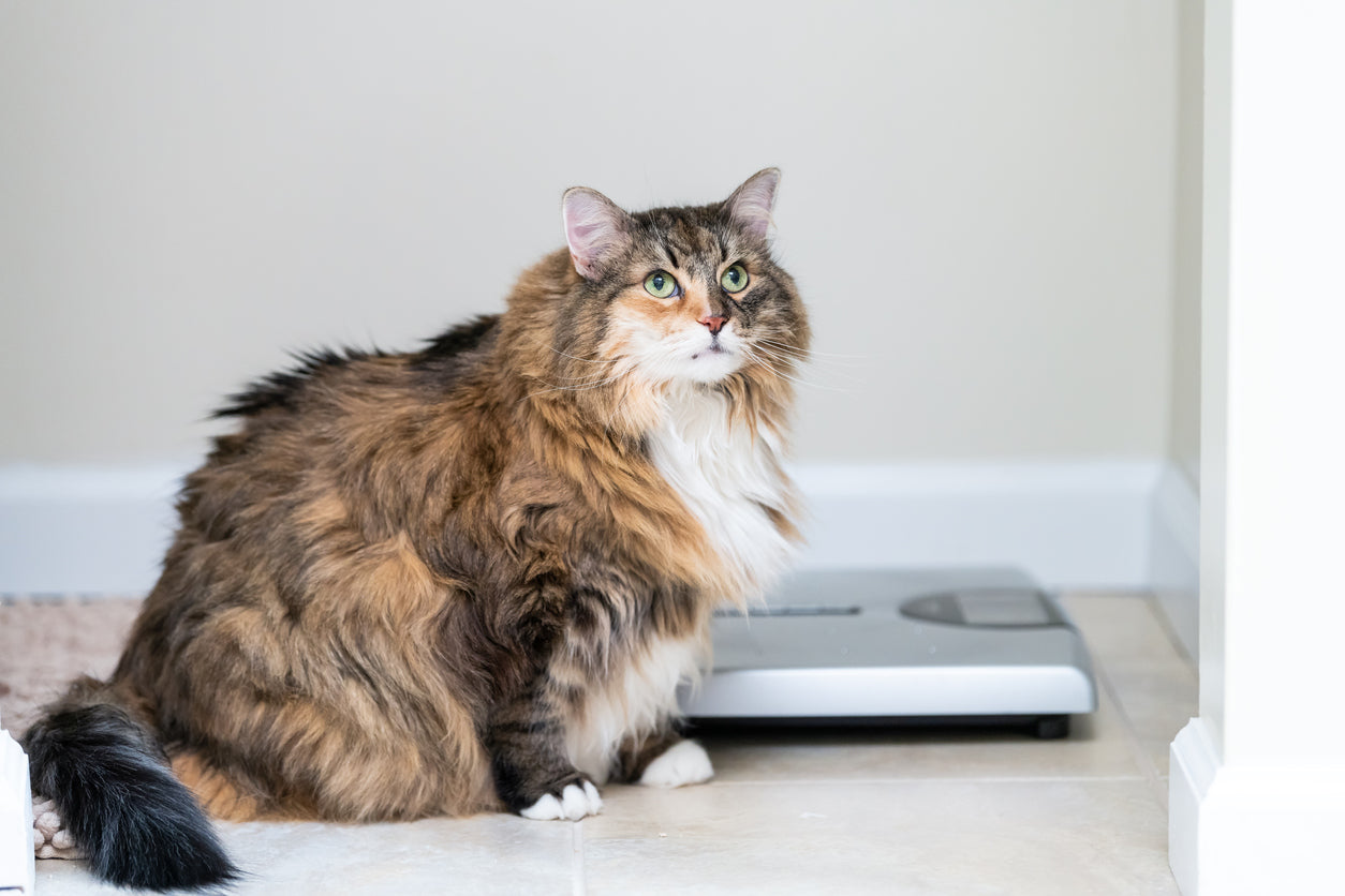 Symptoms of Hypothyroidism in Cats