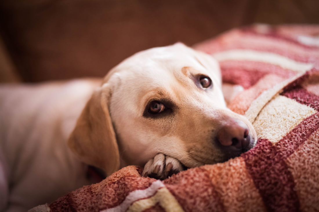how do you tell if your dogs kidneys are failing