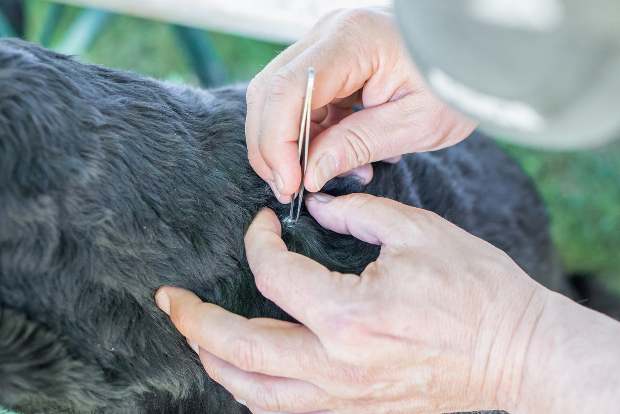 How to Remove a Tick from a Dog