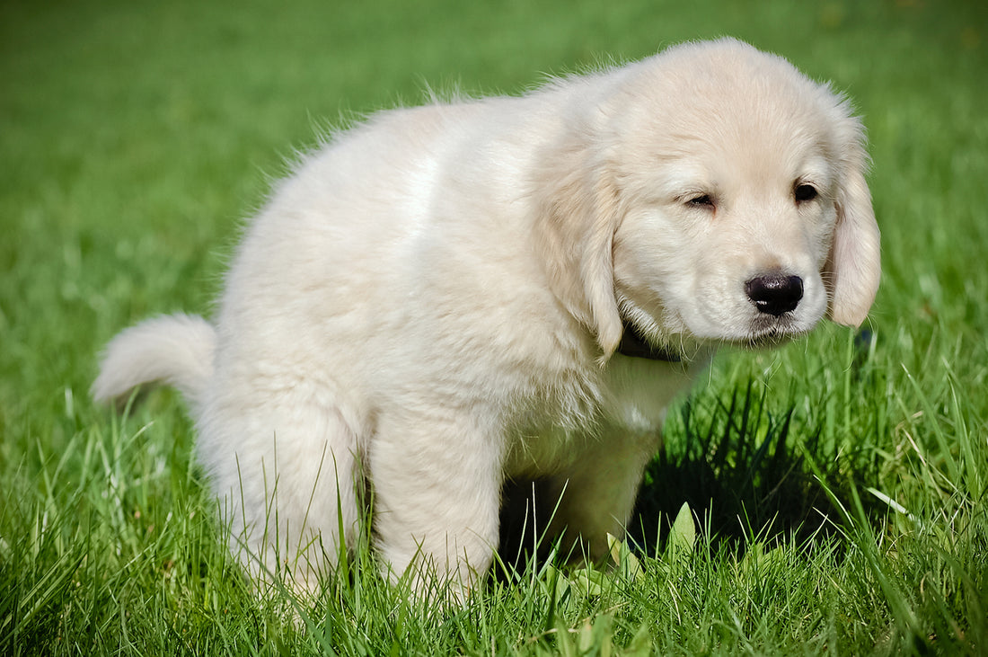 Signs of Dog Parasites in Poop
