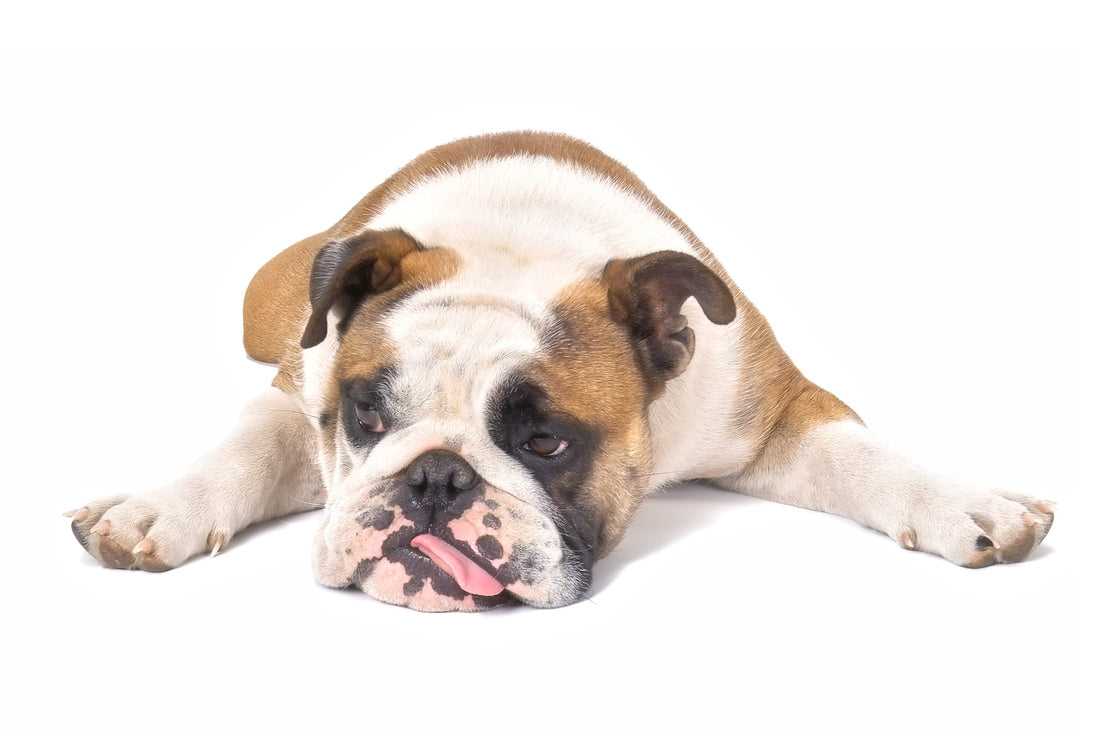 My Dog Has Blood in Stool: What Does it Mean?