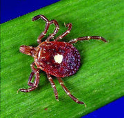 Beware the Bite: Understanding and Protecting Your Pet from Ticks in the U.S