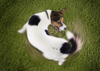 Signs That Your Dog is Having a Seizure