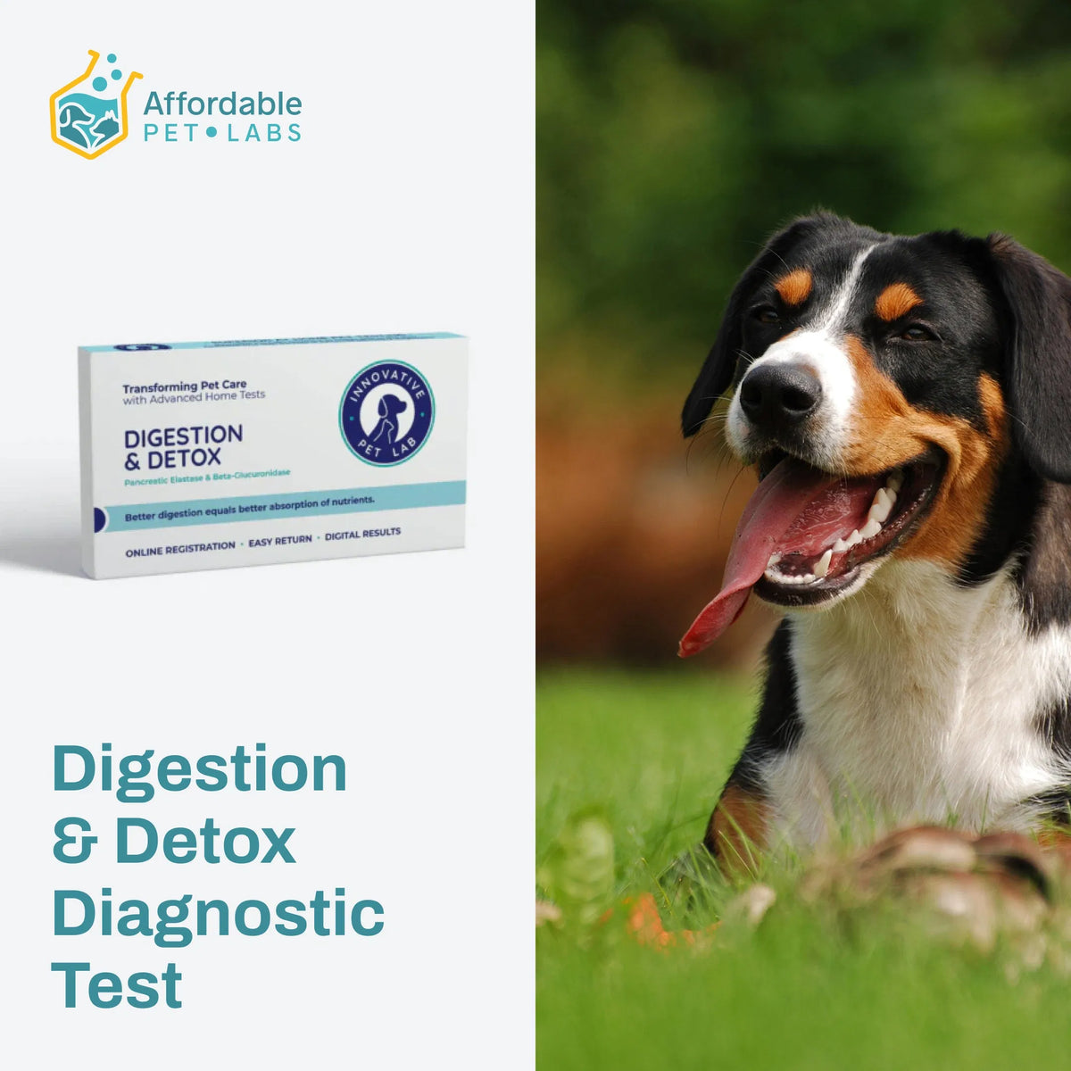 Dog and Affordable Pet Labs Digestion & Detox testing kit for at-home digestive health screening