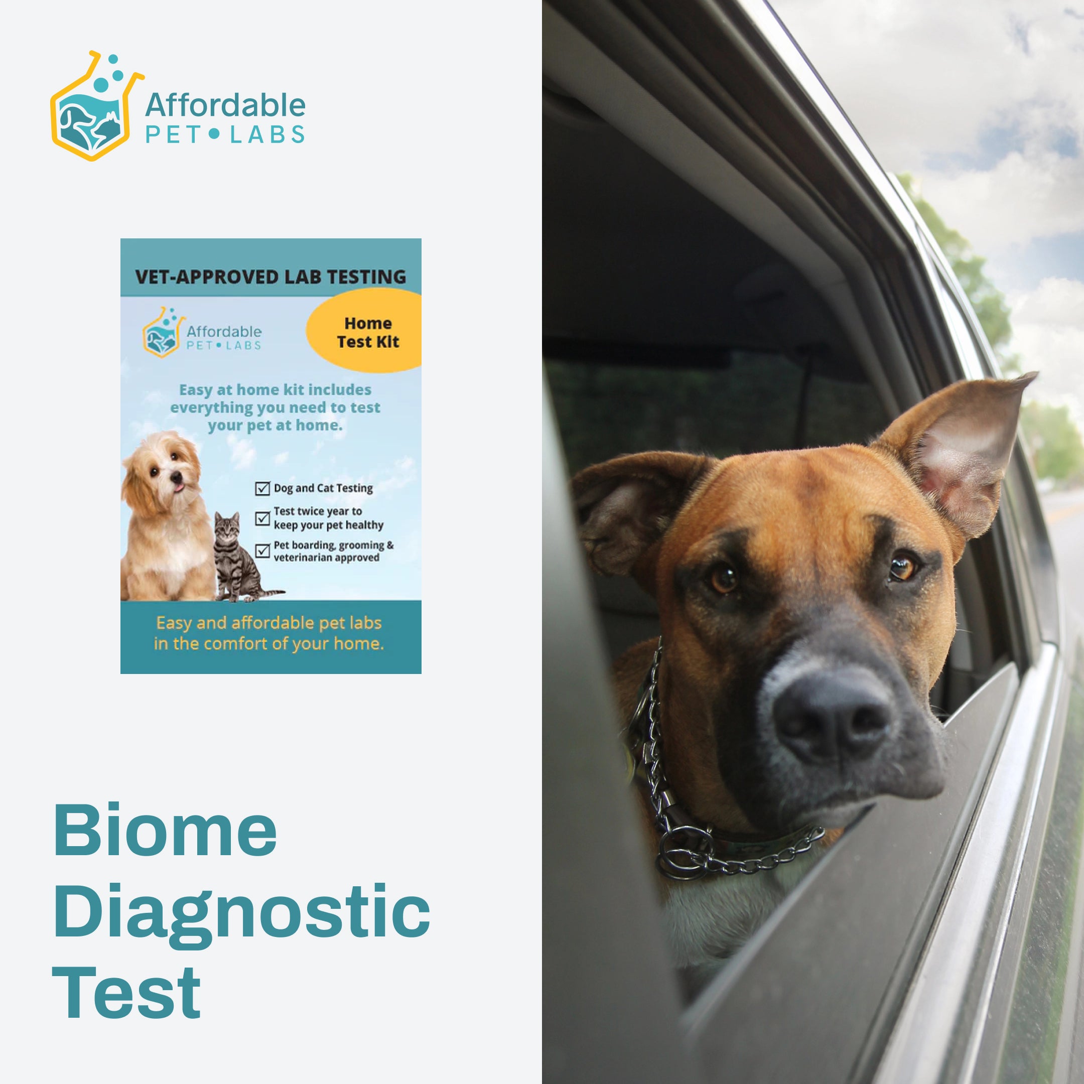 Easy Home Kit: Affordable Pet Labs Biome Diagnostic Test for Dogs (Doggy Biome)