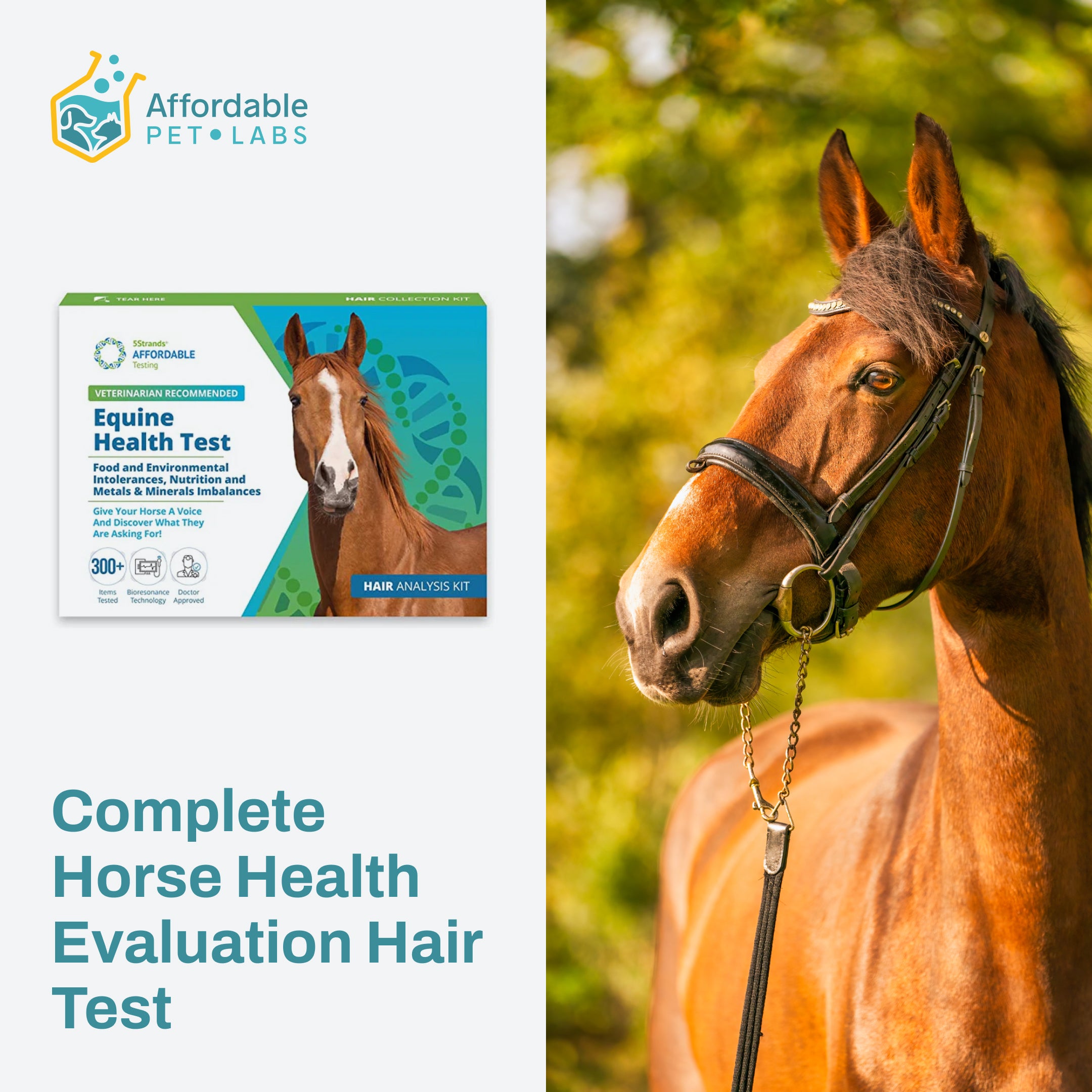 Easy Home Kit: Affordable Pet Labs Complete Horse Health Evaluation Hair Test