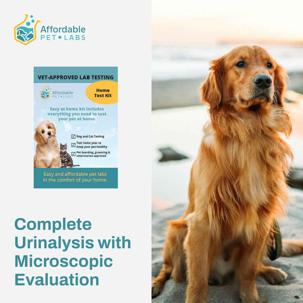 Complete Urinalysis with Microscopic Evaluation For Dogs