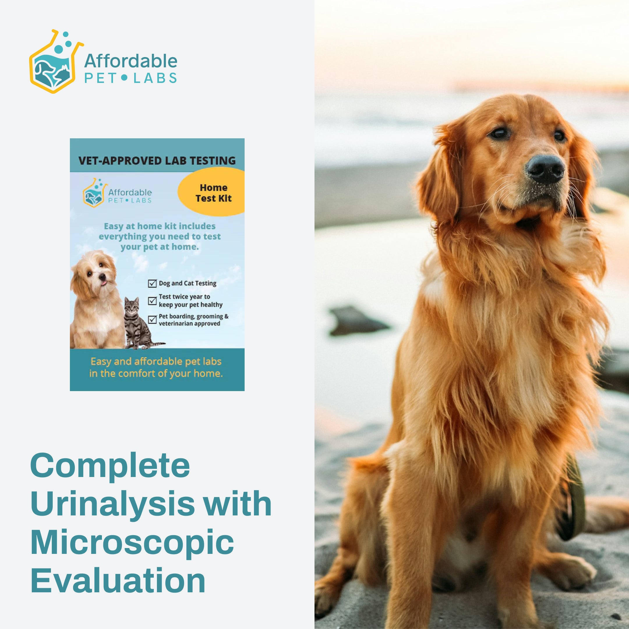 Easy Home Kit: Affordable Pet Labs Complete Urinalysis with Microscopic Evaluation For Dogs