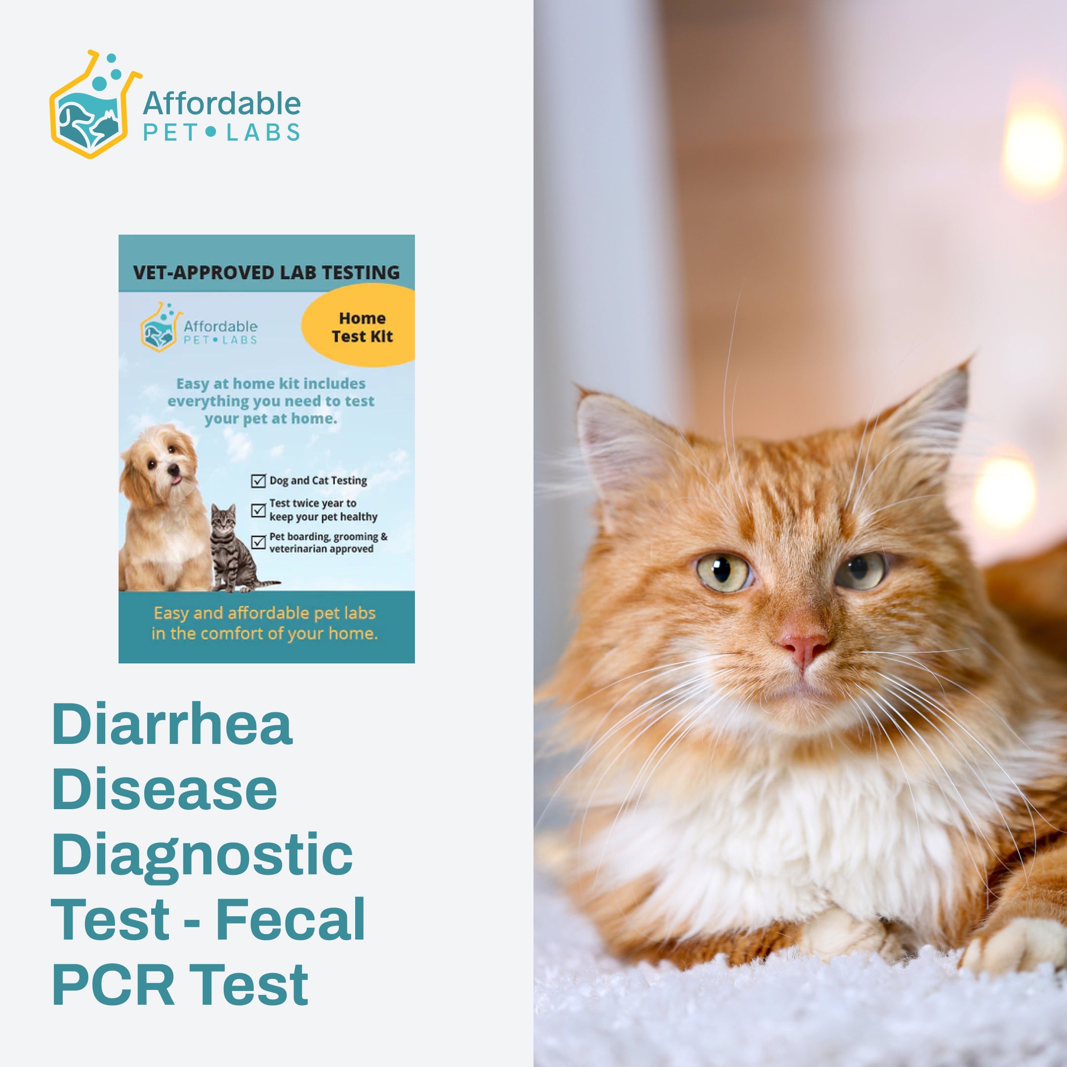 Easy Home Kit: Affordable Pet Labs Diarrhea Disease Diagnostic Test - Fecal PCR Test For Cats