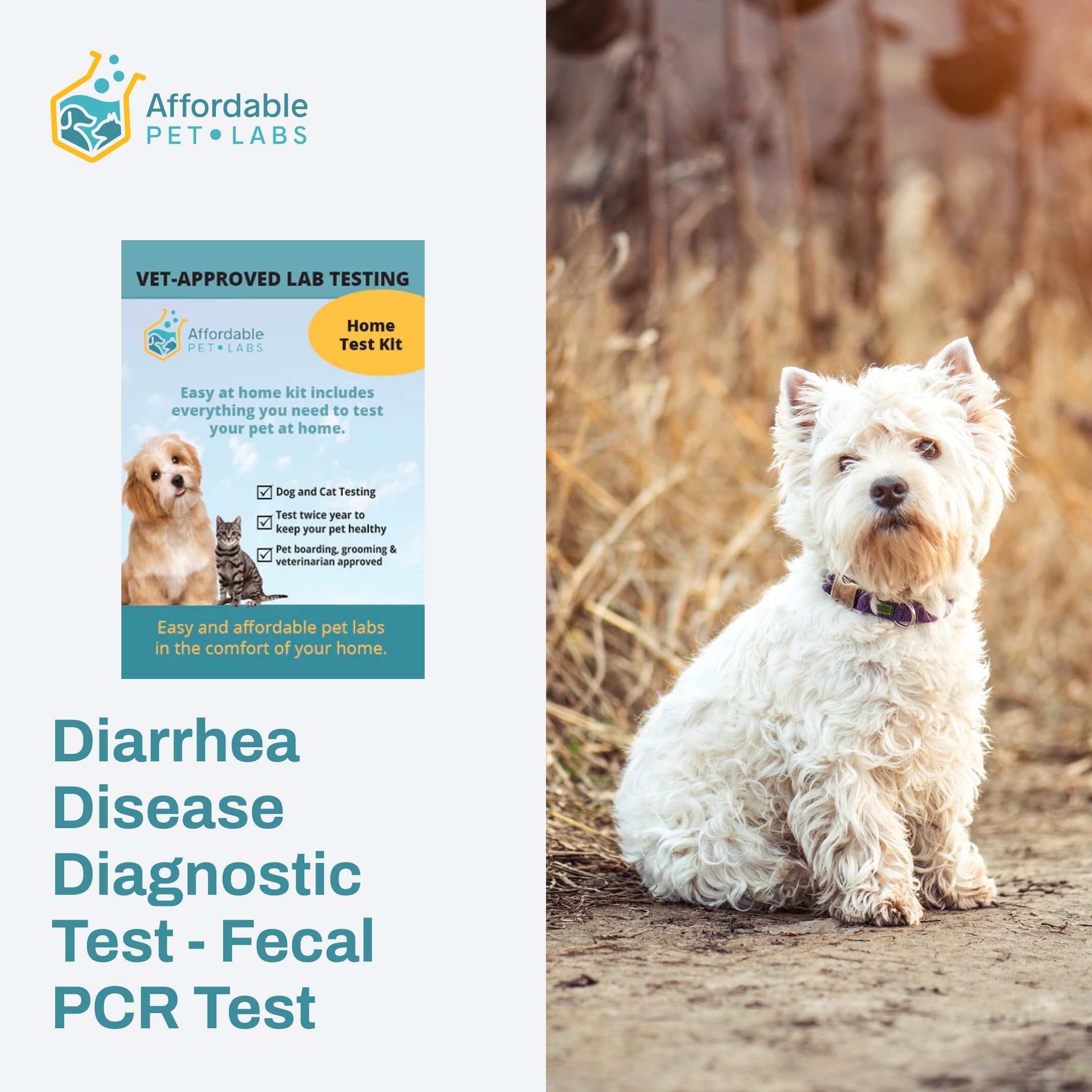 Diarrhea Disease Diagnostic Test - Fecal PCR Test For Dogs