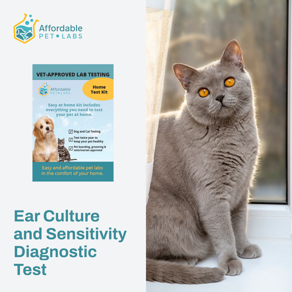 Easy Home Kit:  Ear Culture and Sensitivity Test Diagnostic Test For Cat