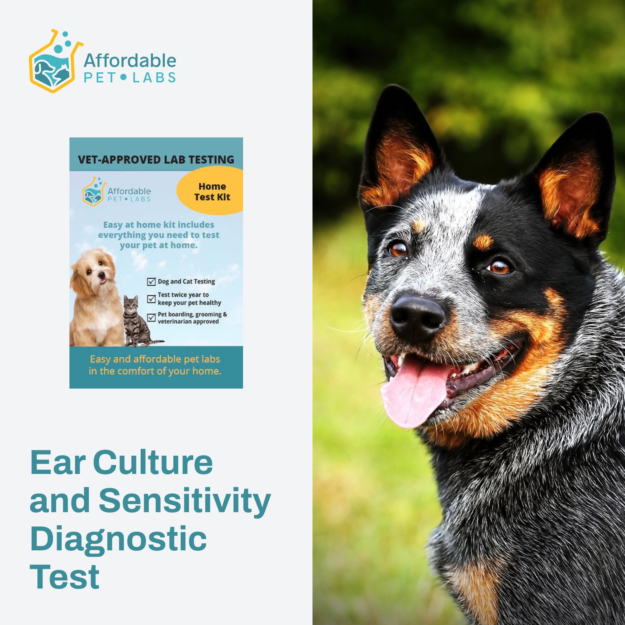 Easy Home Kit: Ear Culture and Sensitivity Diagnostic Test For Dogs