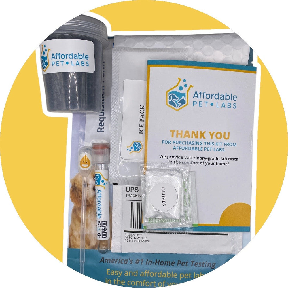 Picture of Complete Urinalysis for Cats | Affordable Pet Labs