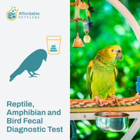 Collecting and handling fecal samples: step-by-step