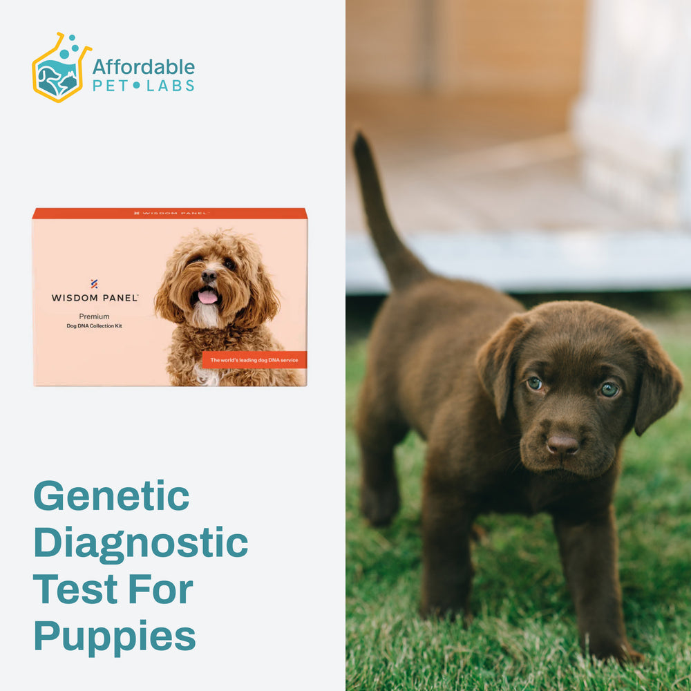 Easy Home Kit: Affordable Pet Labs & Wisdom Panel Genetic Diagnostic Test For Puppies