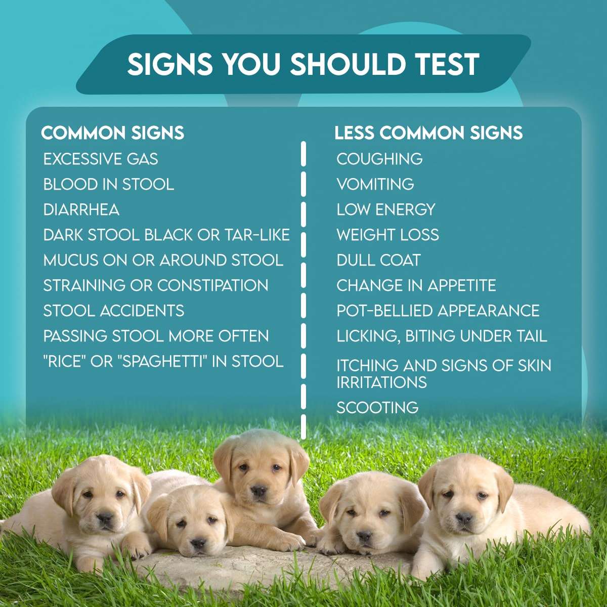 Easy Home Kit Affordable Pet Labs Total Fecal Tests Plus Giardia For Dogs