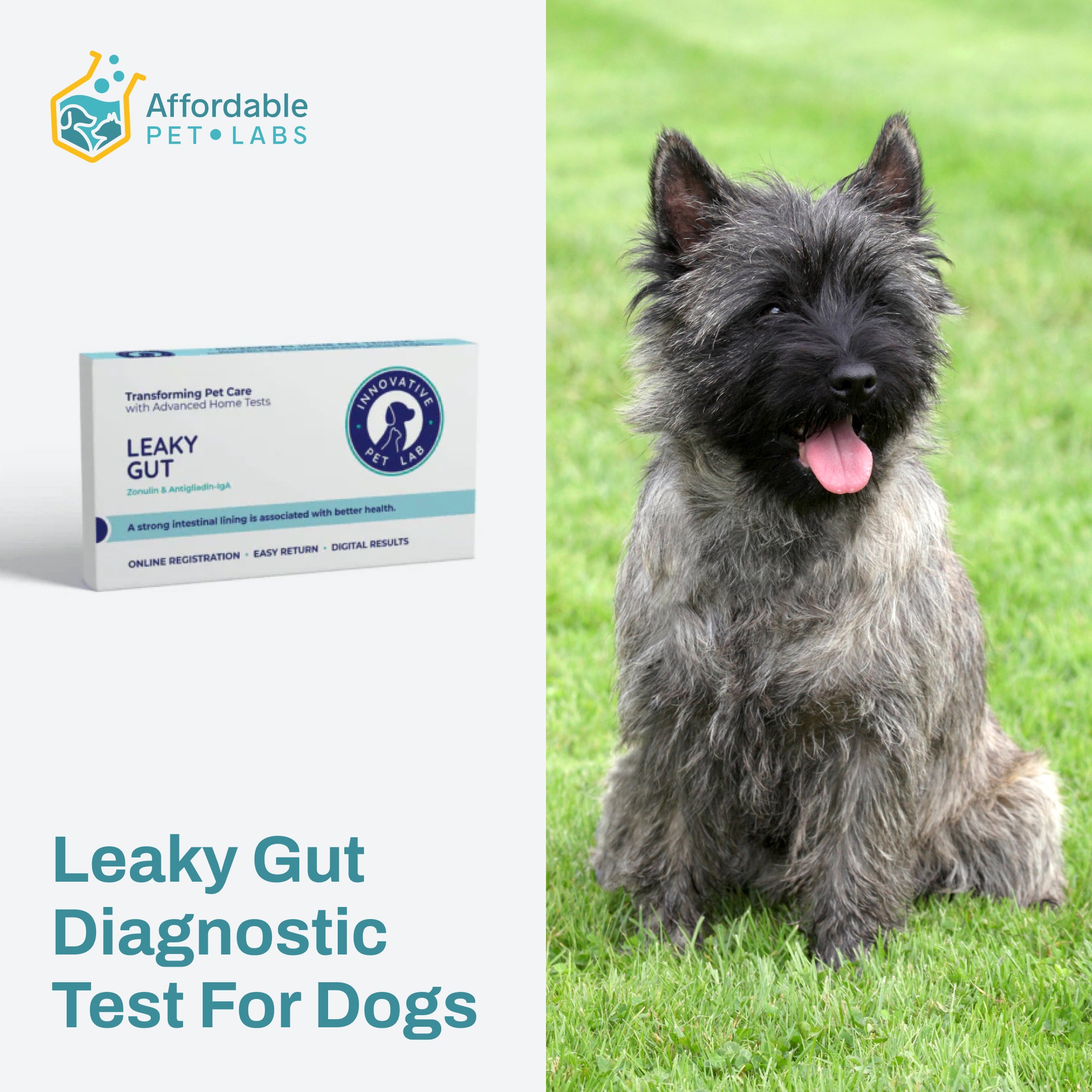 Easy Home Kit: Affordable Pet Labs Leaky Gut Diagnostic Test For Dogs