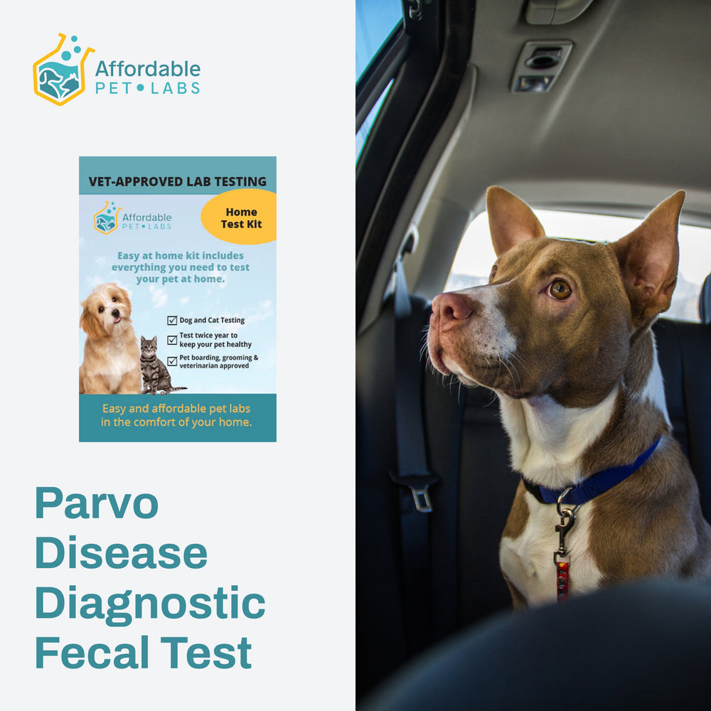 Easy Home Kit: Affordable Pet Labs Parvo Disease Diagnostic Fecal Test For Dogs