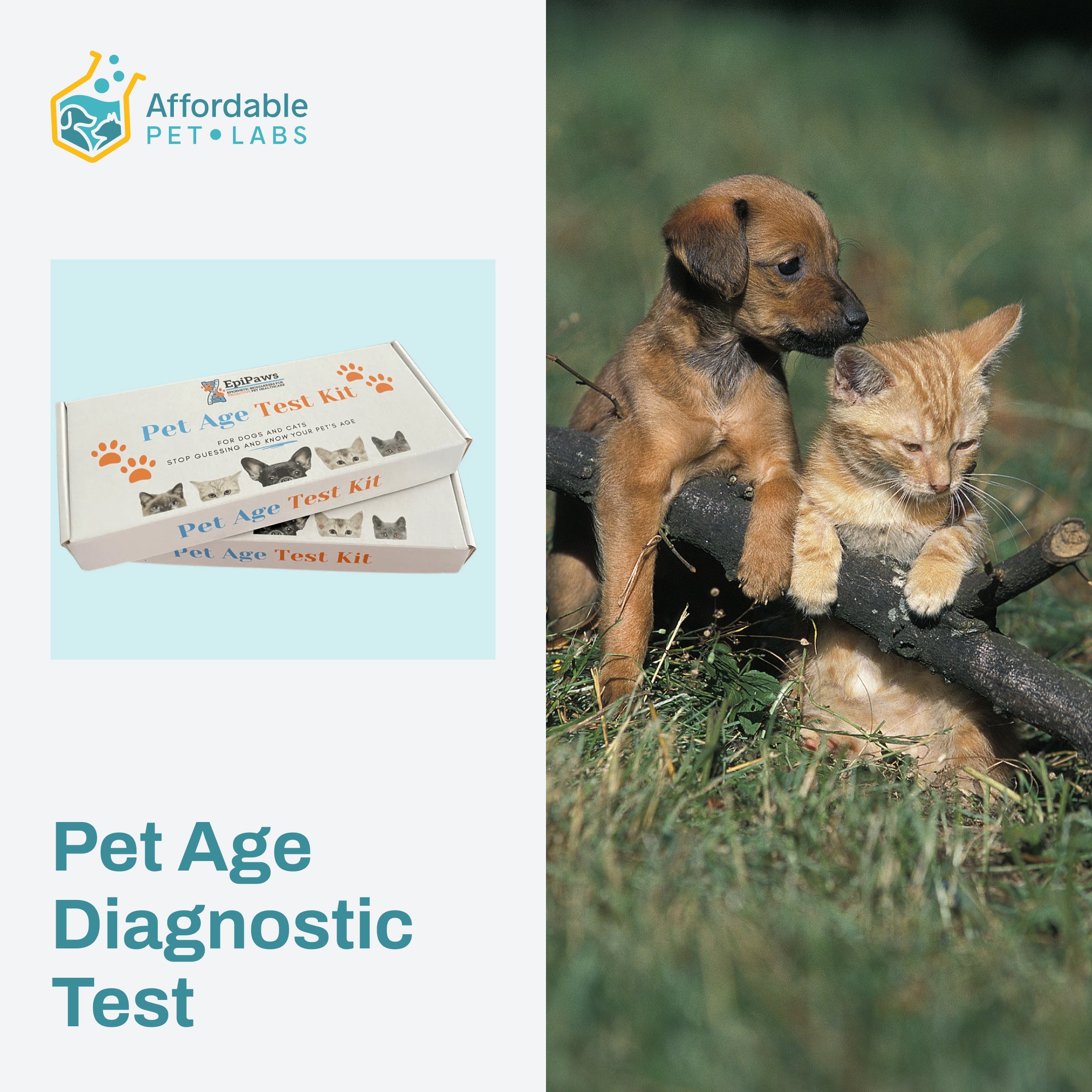 Pet Test Kit Easy Home Kit: Affordable Pet Labs Pet Age Diagnostic Test