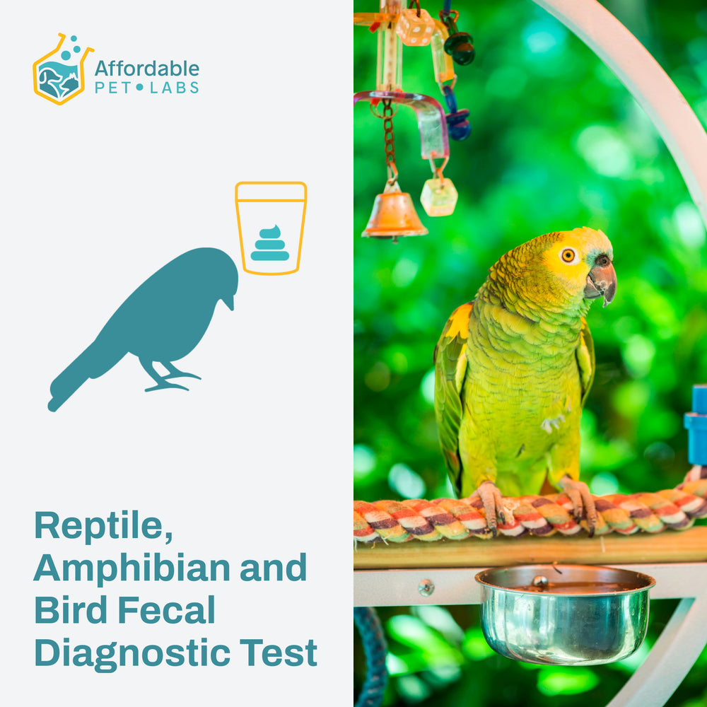 Easy Home Kit: Affordable Pet Labs Reptile, Amphibian and Bird Fecal Diagnostic Test