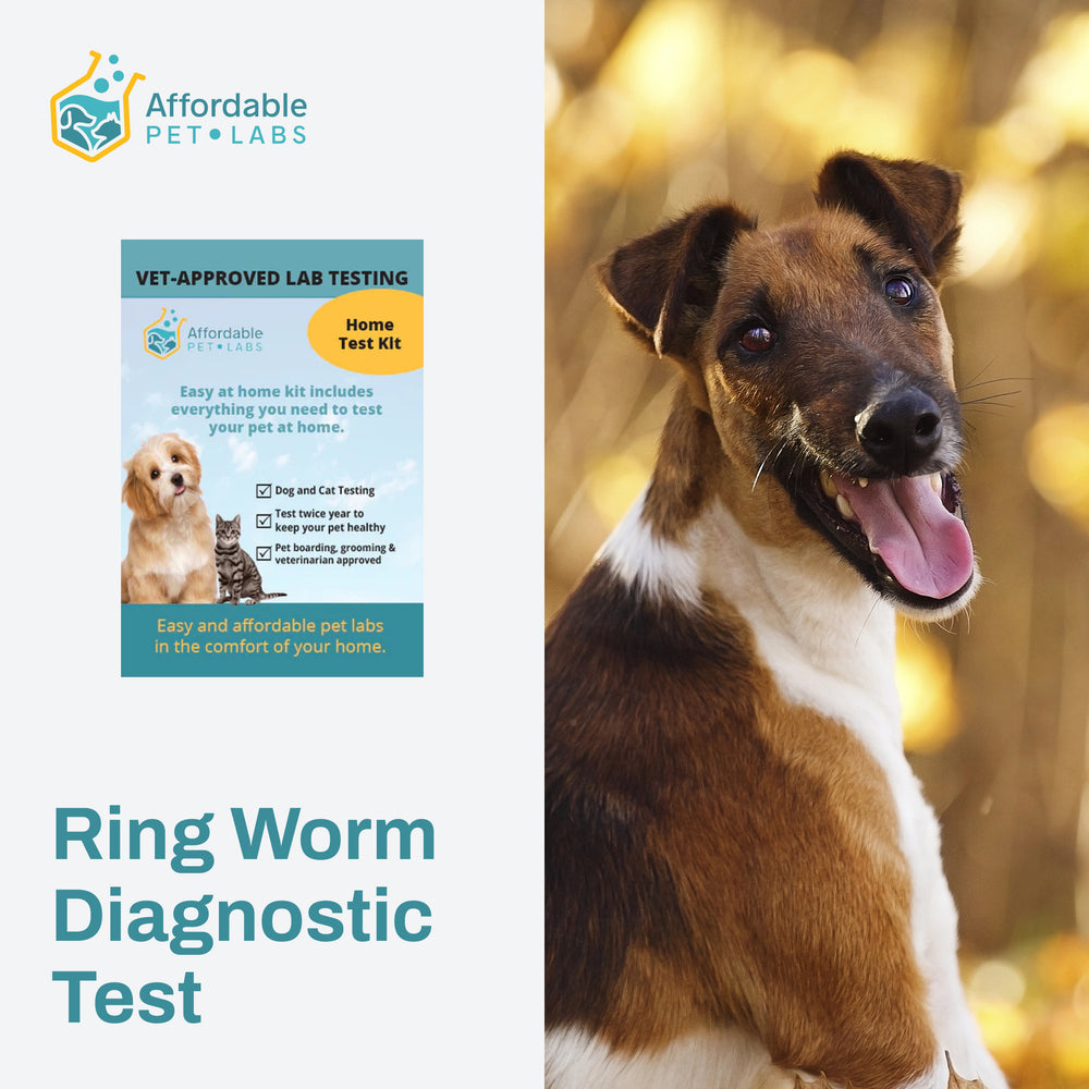 Easy Home Collection Kit Ring Worm Diagnostic Test (Dogs)