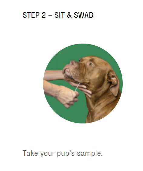 Premium Breed ID DNA Test for Dogs