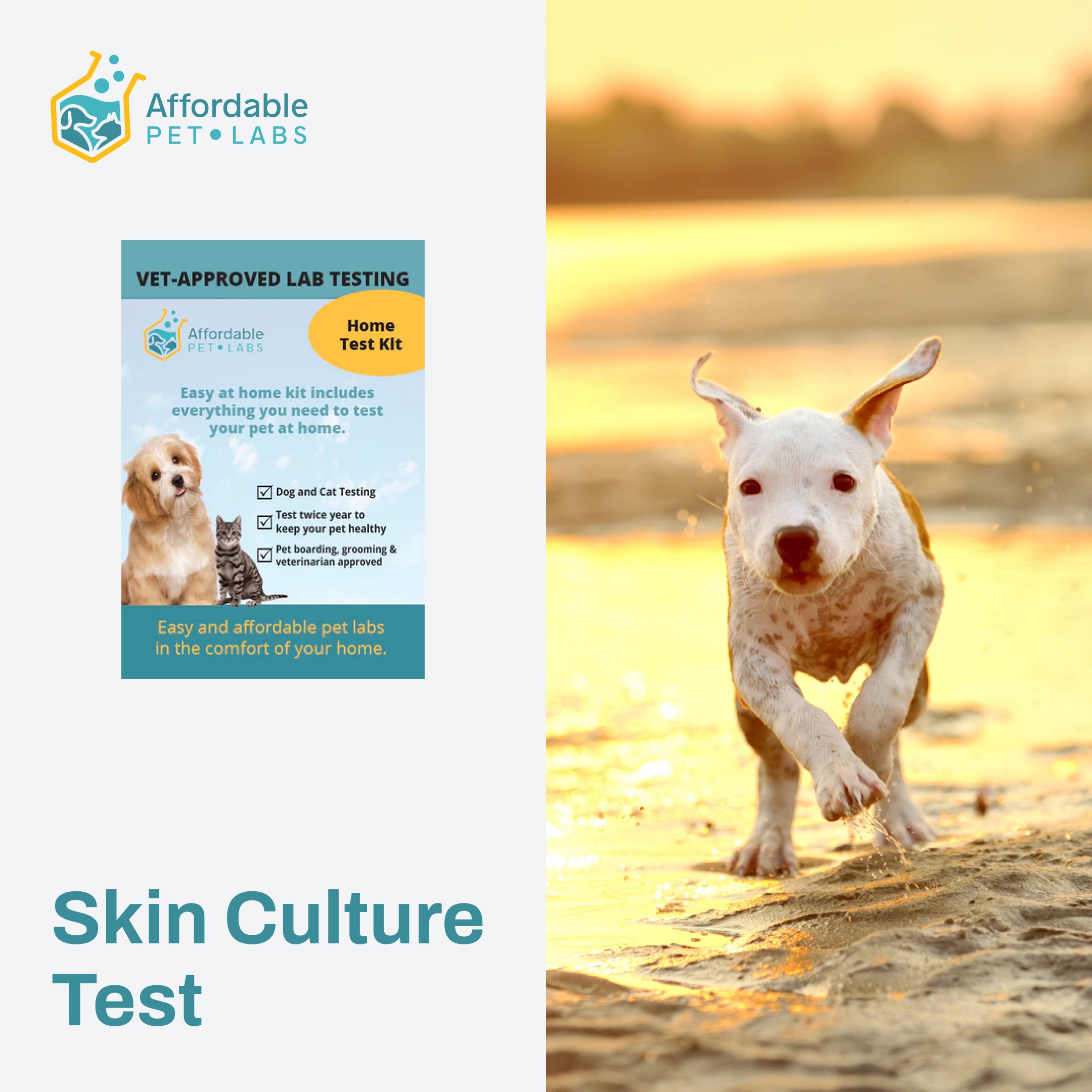 Easy Home Kit Affordable Pet Labs Skin Culture Test (Dogs)