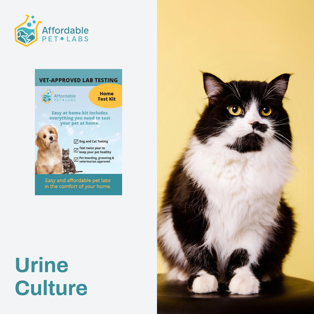 Urine Culture For dog