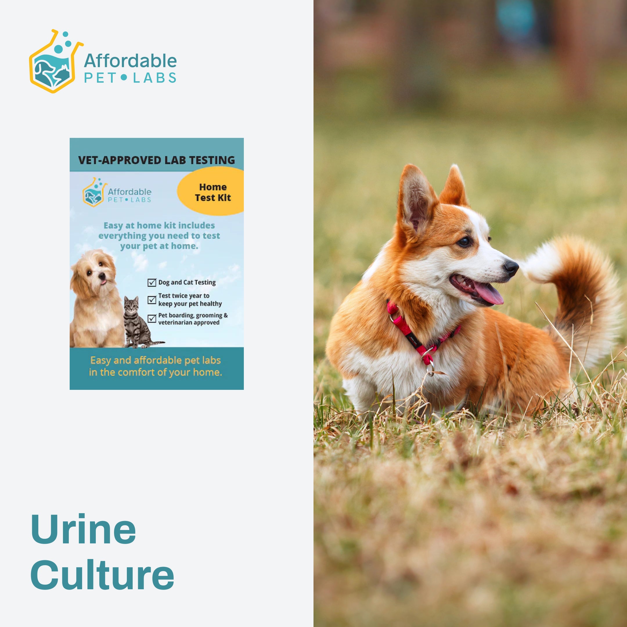 Urine Culture For Dogs